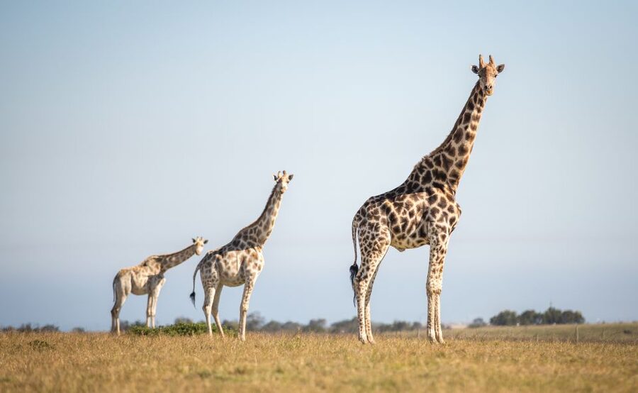 Little Brak River: Botlierskop Guided Game Drive - Botlierskop’s 3-Hour Safari, Right by the Mossel Bay Mountains