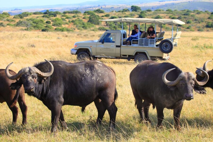 Little Brak River: Botlierskop Guided Game Drive - Open-Vehicle Game Drive: How Close the Animals Feel