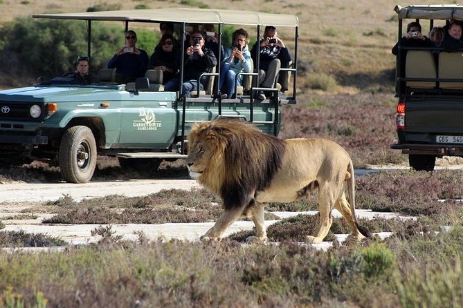 Luxury 2-Day In & Out Garden Route Safari Tour - Two Days on the Garden Route, Without the Planning Headache
