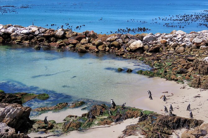 Luxury 2-Day In & Out Garden Route Safari Tour - Hotel Pickup and Private Transfers, Why That Matters