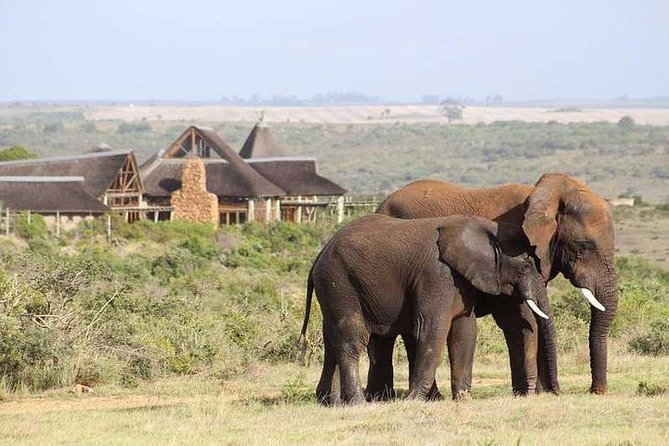 Luxury 2-Day In & Out Garden Route Safari Tour - Day 2: Sunrise Drive, Coffee Stop, and Morning Wildlife Energy