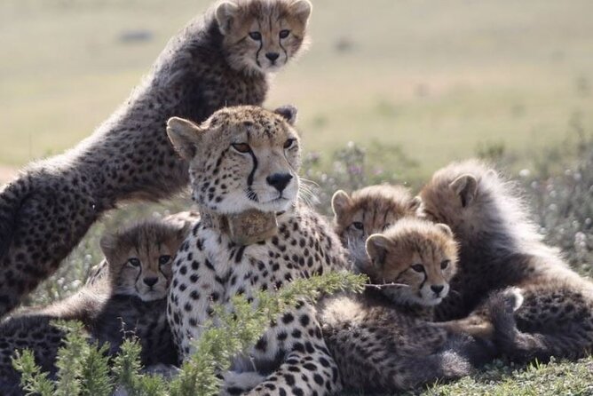 Luxury 2-Day In & Out Garden Route Safari Tour - The Value Play: What Your Money Covers