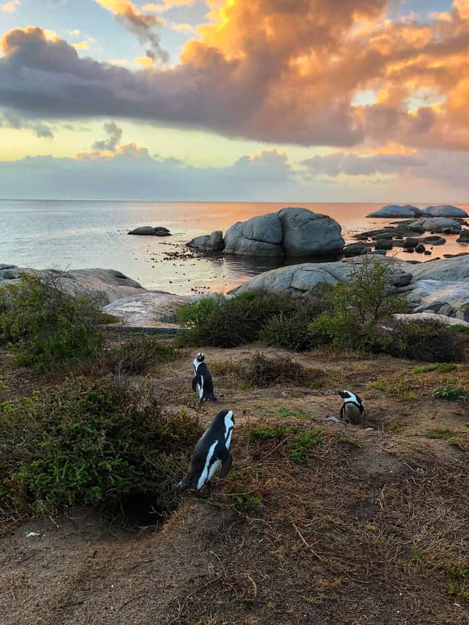 Luxury Cape of Good Hope & Penguin Tour - Why this tour feels more like a local day than a checklist