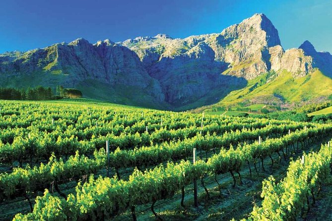 Luxury Wine Tour with Lunch - Why this Cape Winelands tour feels like value, not just sightseeing