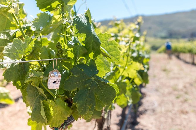 Luxury Wine Tour with Lunch - Stop 1 in Paarl: cheese and wine tasting on a proper wine farm