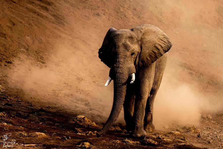 Malelane & Komatipoort: Kruger National Park Half-Day Safari - Breakfast and picnic stops: breaks built for real people