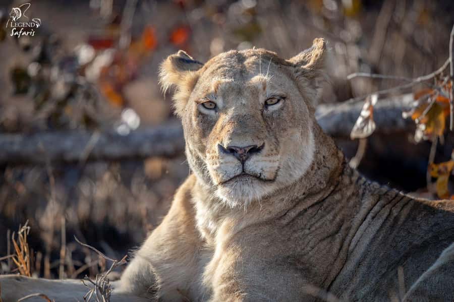 Malelane & Komatipoort: Kruger National Park Half-Day Safari - Price and value: what $80 per person buys you