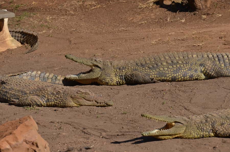 Mandela Capture Site Howick Falls & PheZulu Village Day Trip - Price and value, what $186 covers on this 8-hour day trip