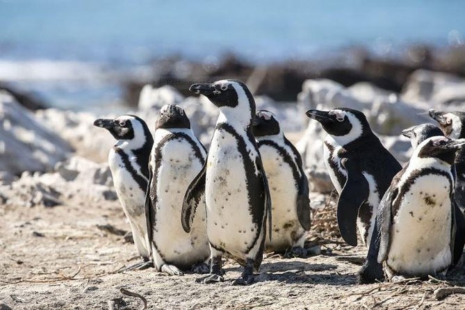 Marine Big 5 Full Day Guided Return Transfer Cape Town - Gansbaai - The Cape Town Drive to Hermanus: Passes, Valleys, and Viewpoint Stops