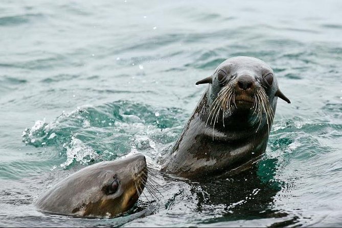 Marine Big 5 Full Day Guided Return Transfer Cape Town - Gansbaai - Lunch in Hermanus and the Benefit of Spotting Wildlife Before You Sail