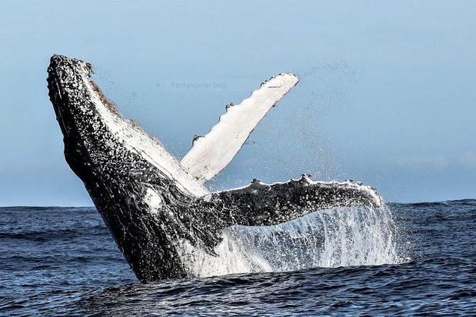 Marine Big 5 Full Day Guided Return Transfer Cape Town - Gansbaai - Stoney Point Penguins and the Coastal Return via Gordon’s Bay