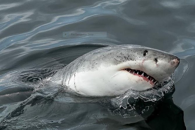 Marine Big 5 Full Day Guided Return Transfer Cape Town - Gansbaai - Guides and Service Quality: Why Names Like Mike, Dave, and Ken Keep Showing Up