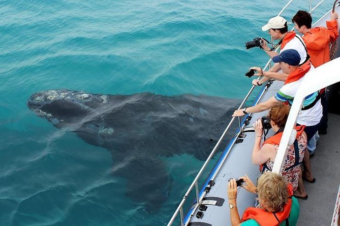 Marine Big 5 Full Day Guided Return Transfer Cape Town - Gansbaai - Hermanus Harbour: The Boat Portion and What You Pay On Arrival