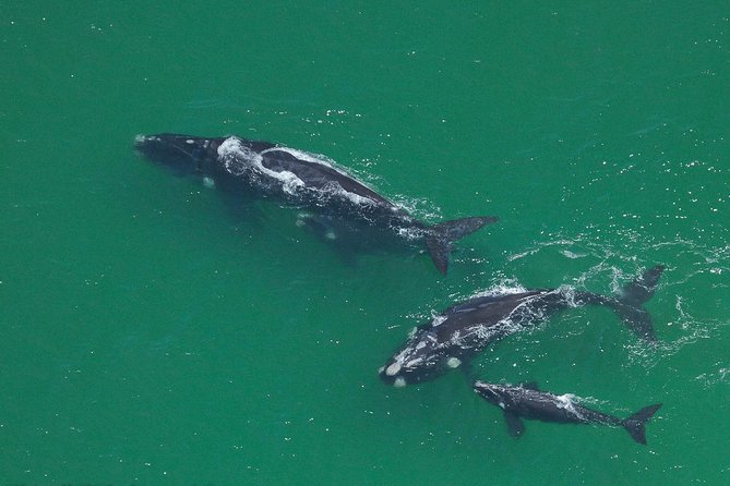 Marine Big 5 Safari full day trip from Cape Town - Shark Alley between Dyer Island and Geyser Rock