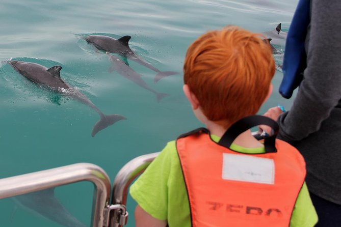 Marine Big 5 Safari full day trip from Cape Town - Beyond sharks: whales, Cape fur seals, and African penguins