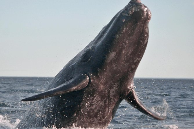 Marine Big 5 Safari full day trip from Cape Town - Cape Town to Gansbaai: the early-day math