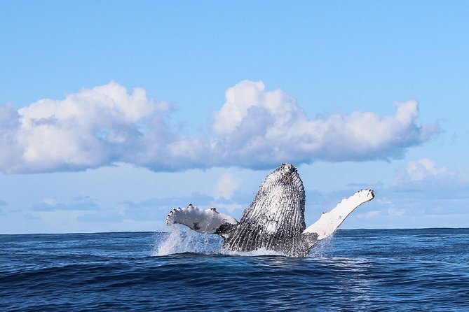 Marine Big 5 Safari: Self-Drive - Dream Catcher boat time: the “Marine Big Five” hunt