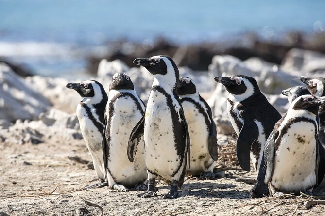 Marine Big 5 Safari with transport from Cape Town - Tips to improve your odds (and make the day easier)