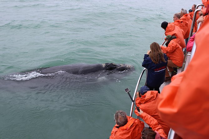 Marine Big 5 Safari with transport from Cape Town - On the boat with an onboard biologist: learning while you search