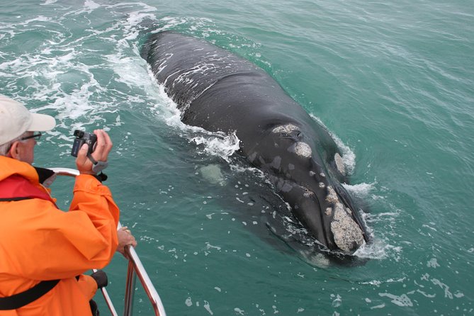 Marine Big 5 Safari with transport from Hermanus - Key Things That Make This Cruise Worth It