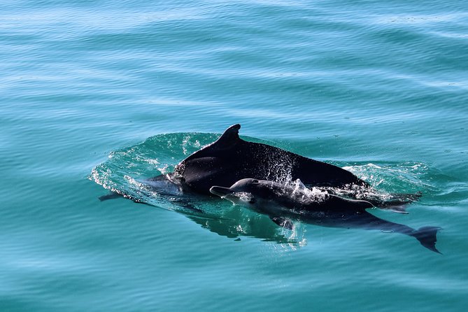 Marine Big 5 Safari with transport from Hermanus - Stop 1 on the Water: Marine Dynamics and the Marine Big 5 Search