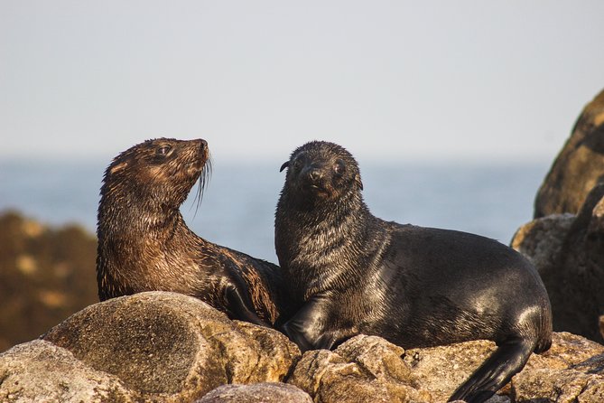 Marine Big 5 Safari with transport from Hermanus - Food, Comfort, and Photo Reality on a Boat Day