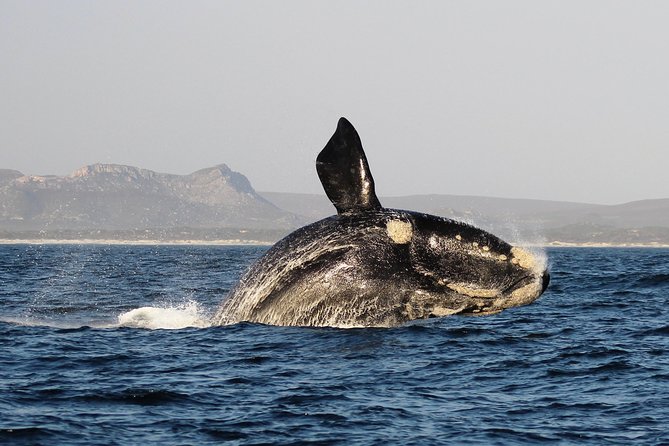Marine Big 5 Safari with transport from Hermanus - Hotel Pickup and Timing: What a Half-Day Really Feels Like
