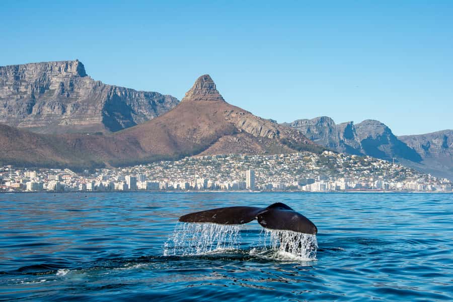 Marine Eco Cruise and Half-Day Wine Route with Tastings - Marine wildlife first: the Table Bay boat cruise that can steal the show