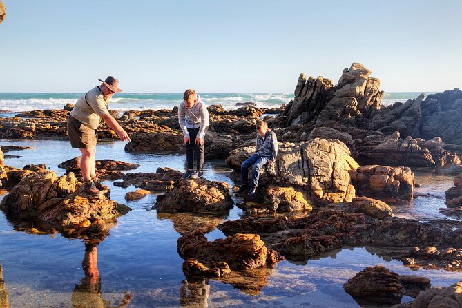 Marine Eco Safari - What About Whale and Dolphin Watching from Shore?