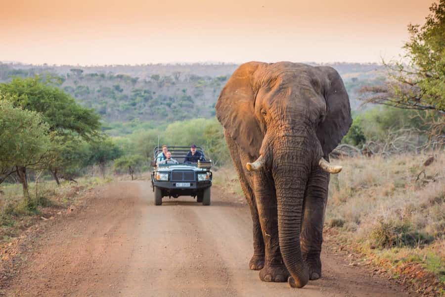 Marloth Park: Bush Braai Dinner & Game Drive in Kruger Park - Pickup from Marloth Park or Crocodile Bridge, and why it’s convenient