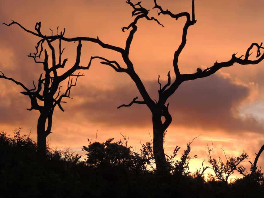 Marloth Park: Kruger National Park Safari Game Drives - Key things that make this Kruger safari work