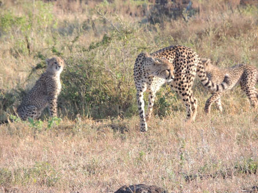 Marloth Park: Kruger National Park Safari Game Drives - Why Marloth Park is such a smart starting point for Kruger