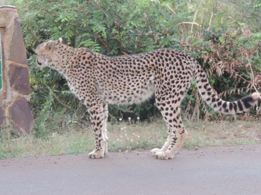 Marloth Park: Kruger National Park Safari Game Drives - Entering Kruger and getting your eyes trained fast