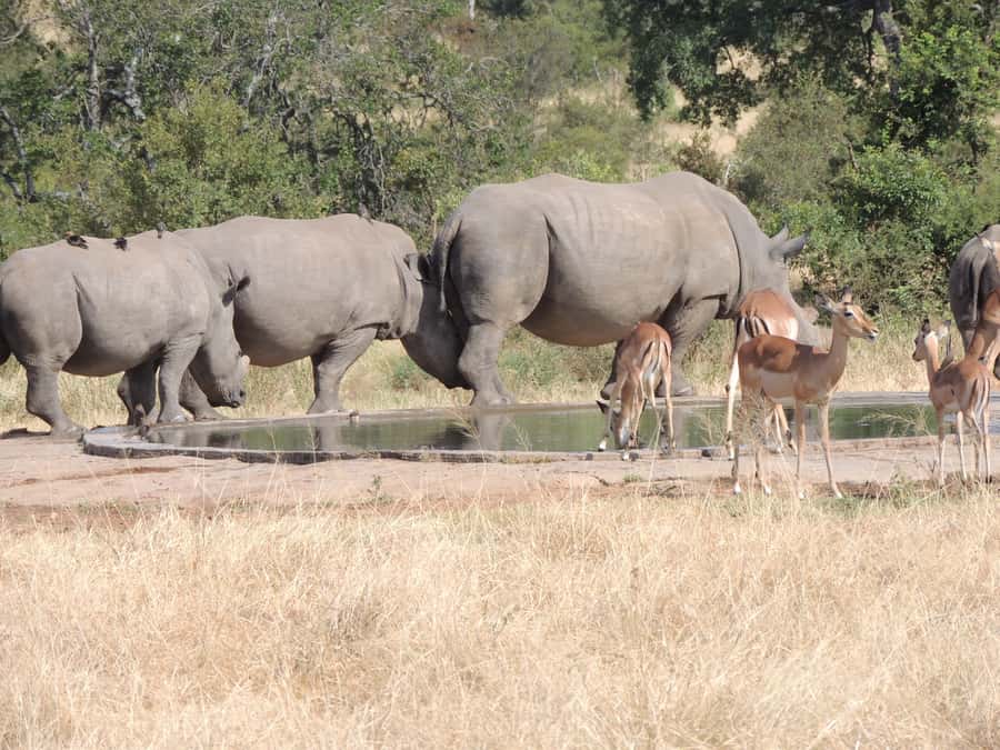 Marloth Park: Kruger National Park Safari Game Drives - What you can realistically expect to see on the drive
