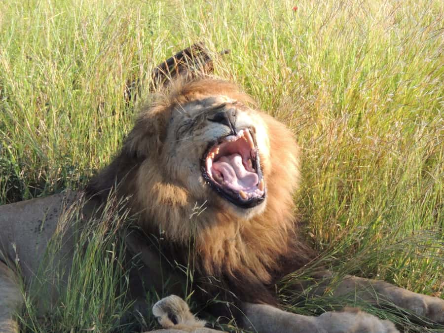 Marloth Park: Kruger National Park Safari Game Drives - Small details that add up: what guides do that you feel