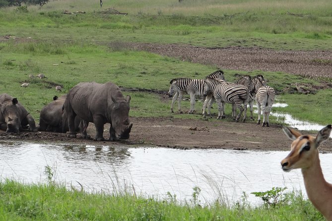 Mini Safari and Zulu Cultural experience - Day Tour - Fast facts that matter most