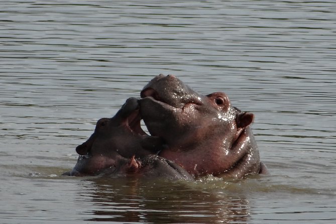 Mini Safari and Zulu Cultural experience - Day Tour - The 7:00 am start, transport, and the feel of the day