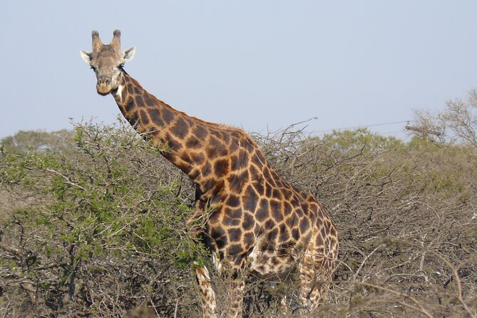 Mini Safari and Zulu Cultural experience - Day Tour - Timing and logistics: what to plan around