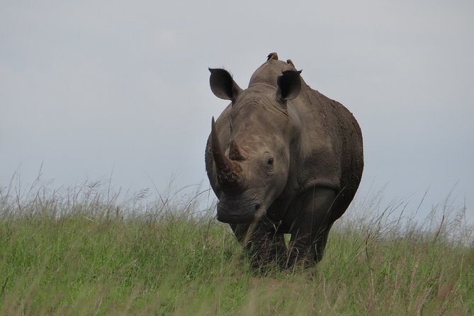 Mini Safari and Zulu Cultural experience - Day Tour - Tala Private Game Reserve Safari: where your wildlife time actually counts