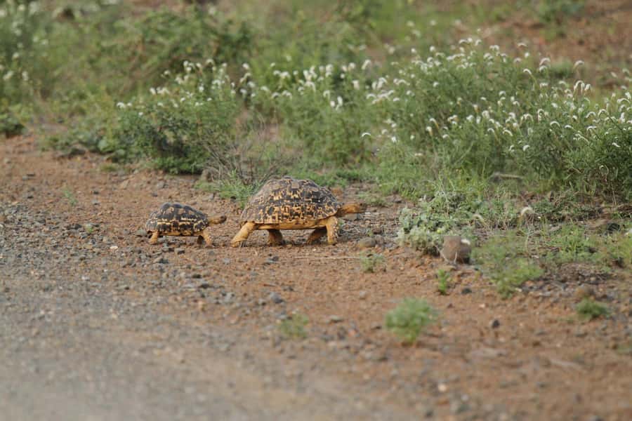 Moholoholo Rehabilitation Centre - A Wildlife Rehab Stop That Feels Like Education, Not Entertainment