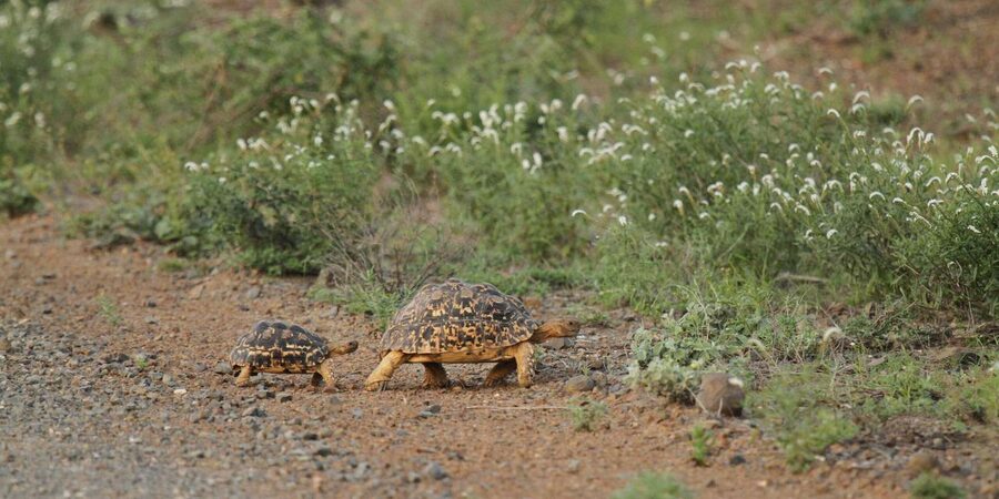 Moholoholo Rehabilitation Centre - Conservation Lessons You Can Actually Use Afterward