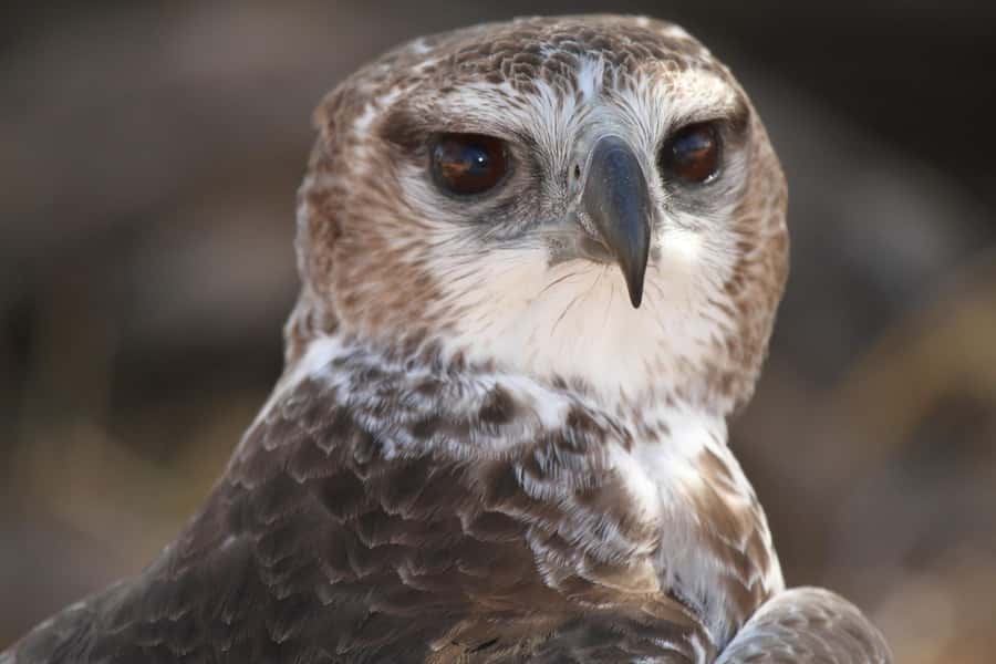 Moholoholo Rehabilitation Centre - Where Moholoholo Fits in Limpopo Wildlife Care