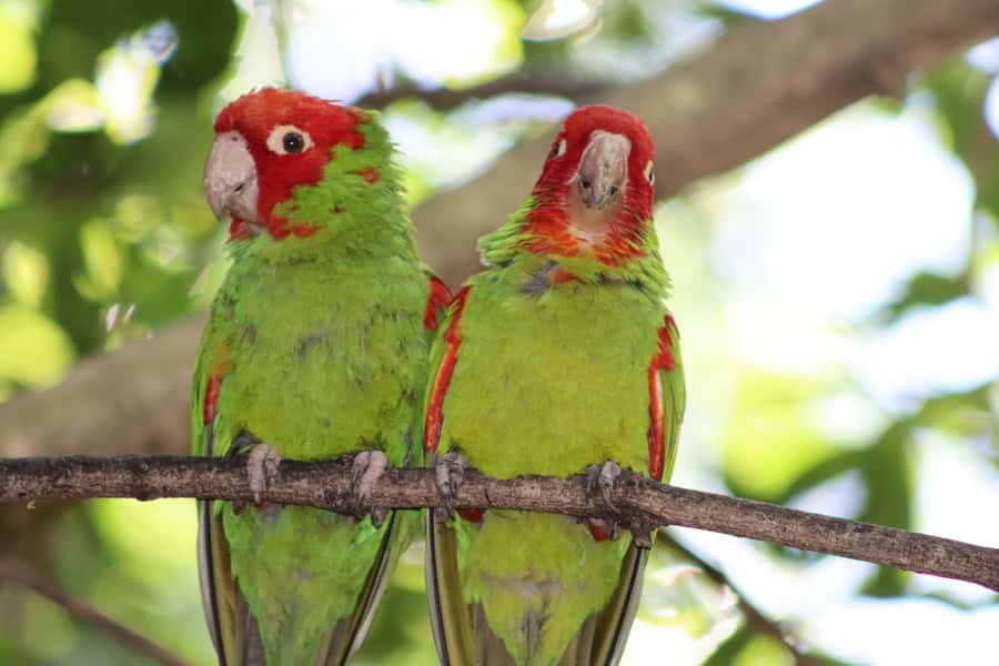 Monkeyland, Birds of Eden, Jukani - Animal Sanctuaries - The smart way to plan 1-3 days across Monkeyland, Birds of Eden, Jukani