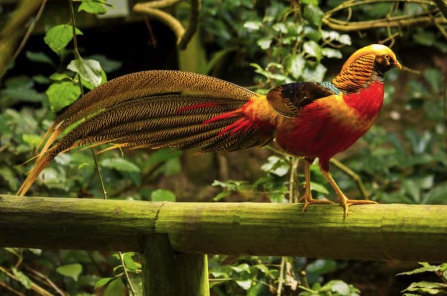 Monkeyland, Birds of Eden, Jukani - Animal Sanctuaries - Birds of Eden: the 220-species free-flight aviary with a waterfall gorge