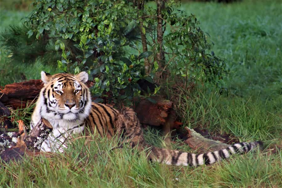 Monkeyland, Birds of Eden, Jukani - Animal Sanctuaries - What to photograph and how to time each stop for the best experience