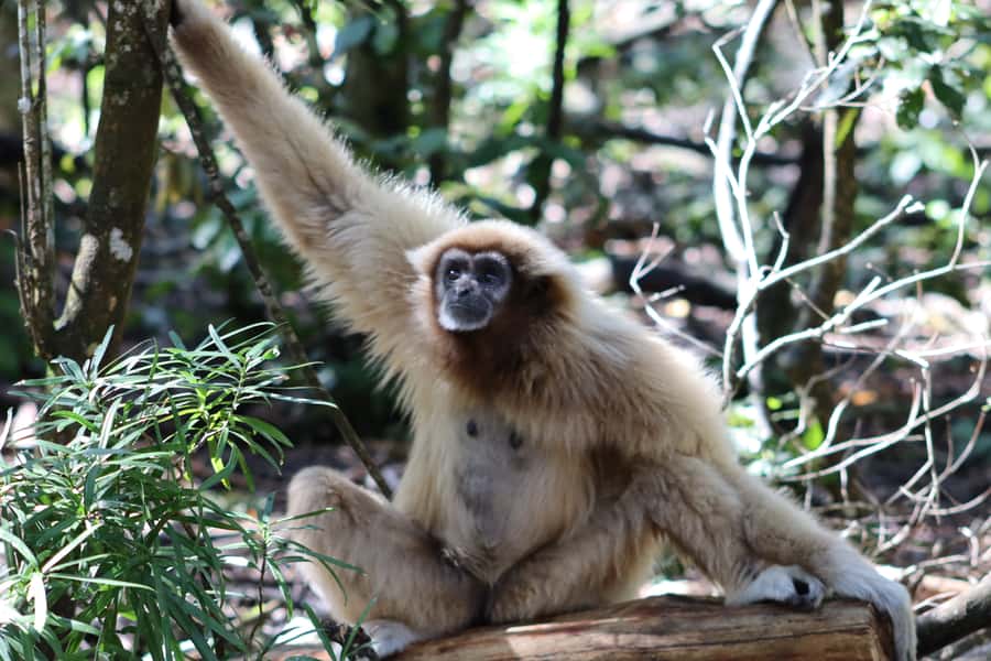 Monkeyland, Birds of Eden, Jukani - Animal Sanctuaries - Price and value: what $23 per person gets you, and why the combo ticket helps