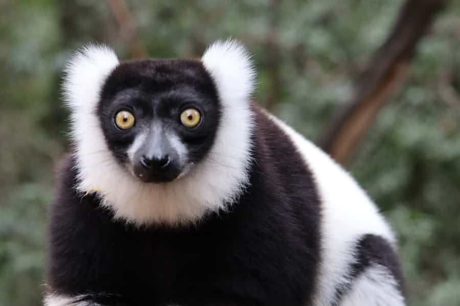 Monkeyland, Birds of Eden, Jukani - Animal Sanctuaries - FAQ