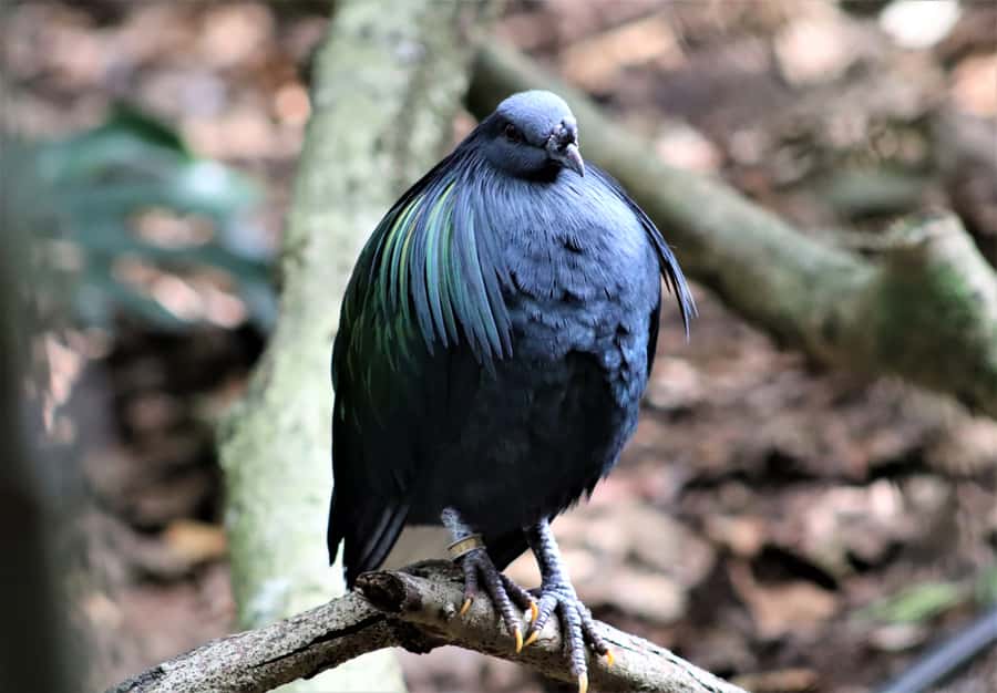 Monkeyland, Birds of Eden, Jukani - Animal Sanctuaries - Monkeyland: free-roaming primates, a canopy bridge, and a 1-hour guided forest tour