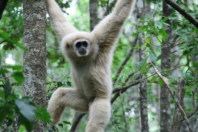 Monkeyland Guided Tour in Plettenberg Bay - Key highlights you will care about