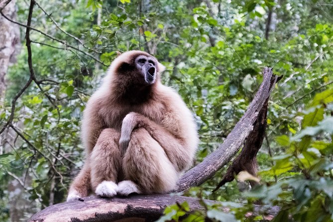 Monkeyland Guided Tour in Plettenberg Bay - Monkeyland near Plettenberg Bay: a practical wildlife stop